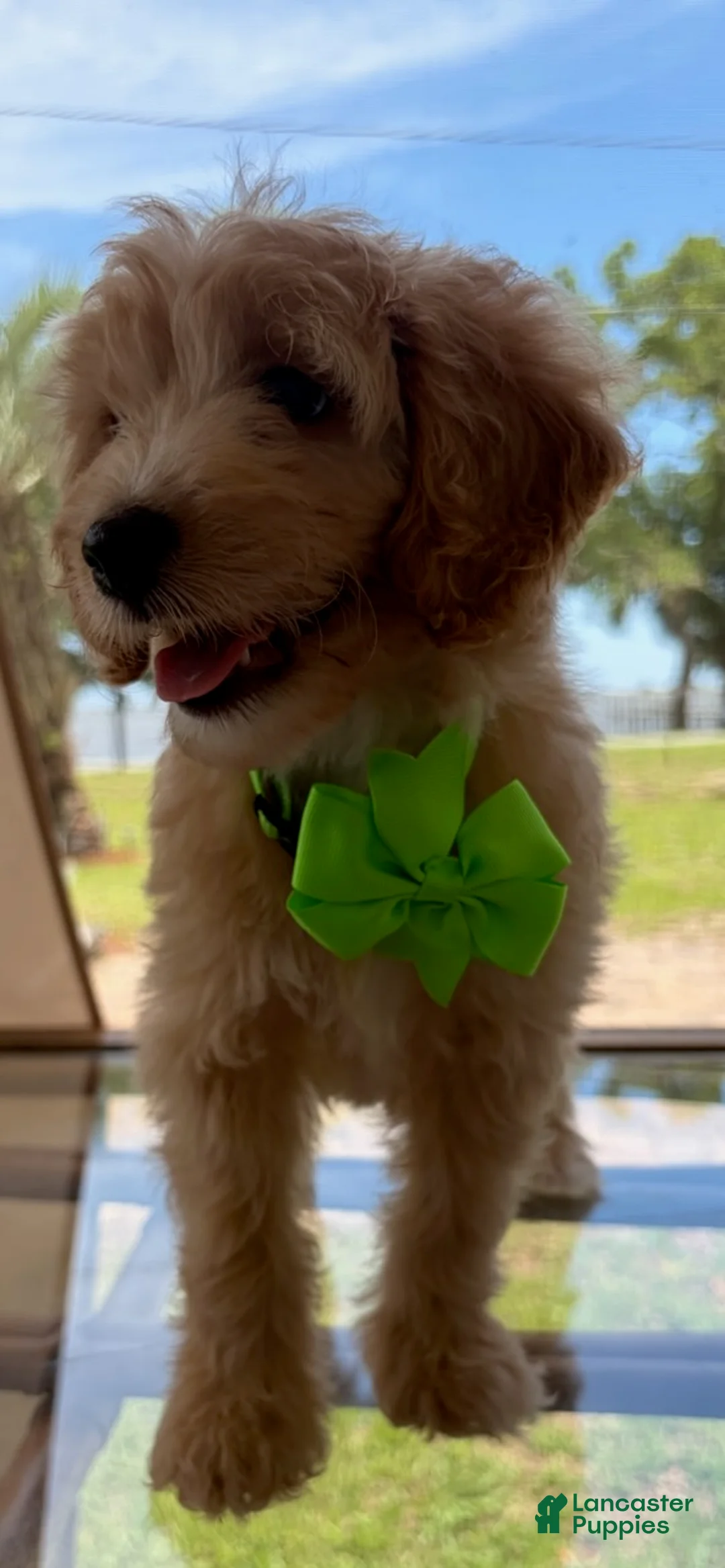 Goldendoodle dogs for sale: Gracie - Ad 1