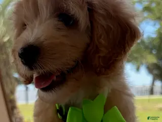 Goldendoodle dogs for sale: Gracie - Ad 1