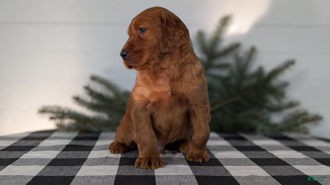 Irish Setter dogs for sale: Elmo - Ad 3