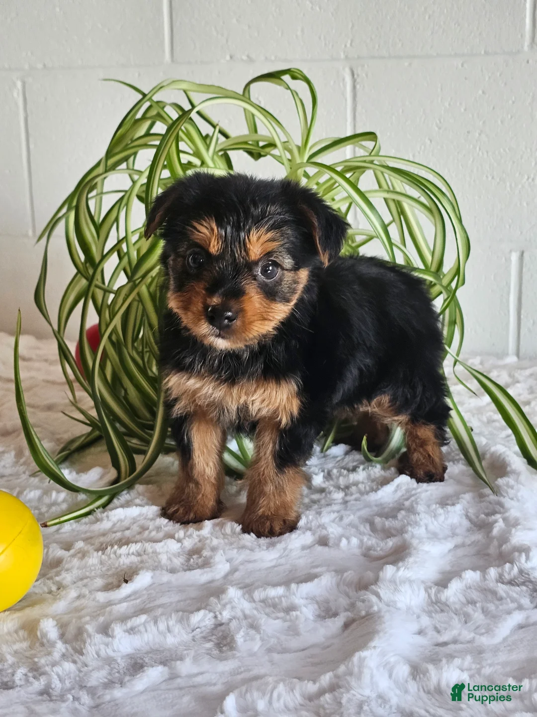 Yorkshire Terrier dogs for sale: Tyler - Ad 6
