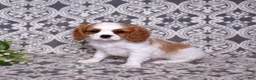 Cavalier King Charles Spaniel dogs for sale: Oliver - Ad 8