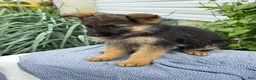 German Shepherd dogs for sale: Gertie - Ad 15