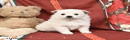 American Eskimo dogs for sale: Princess - Ad 1