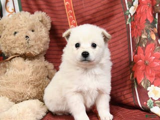 American Eskimo dogs Princess - Ad 7