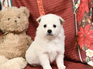 American Eskimo dogs Princess - Ad 12