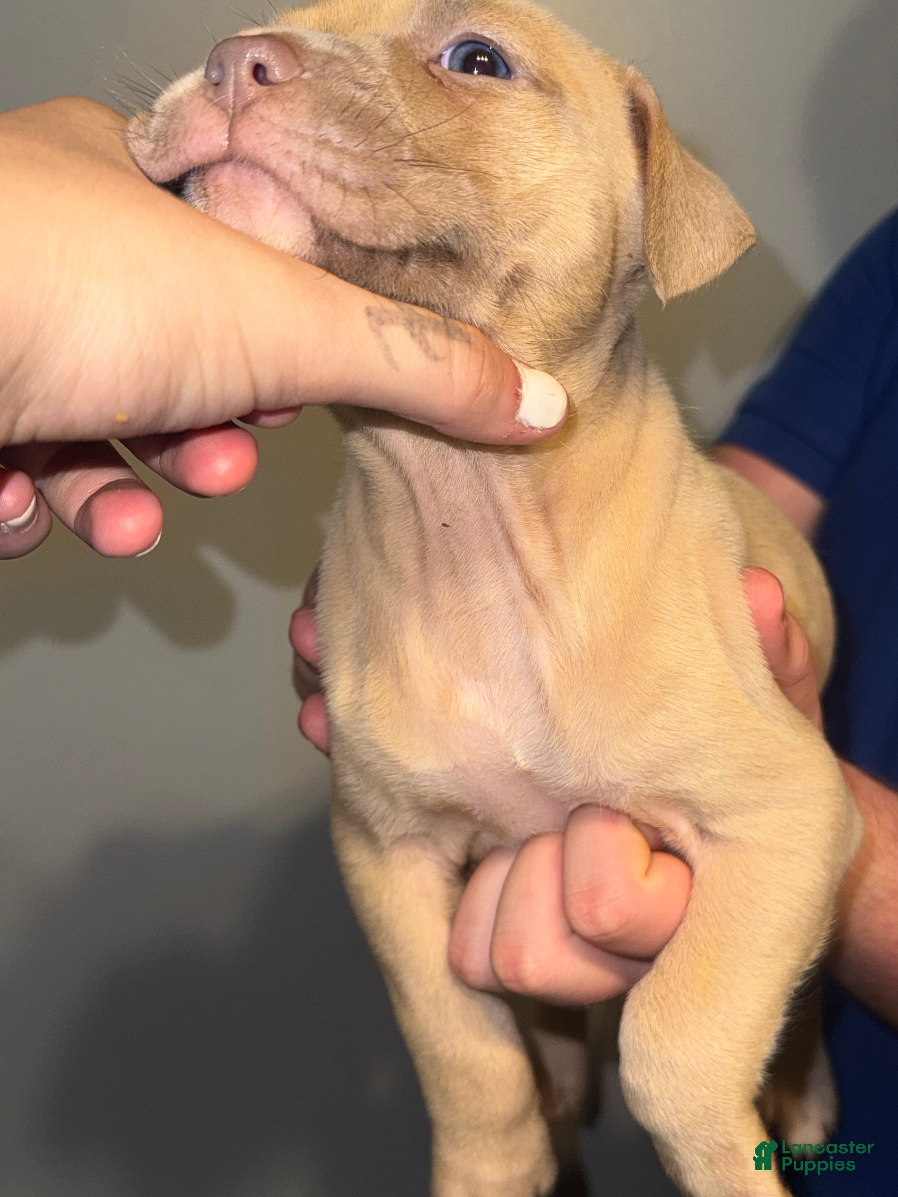 American Pit Bull Terrier dogs American Pit Bull Terrier Puppy 7 - Ad 7