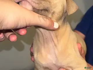American Pit Bull Terrier dogs American Pit Bull Terrier Puppy 7 - Ad 7