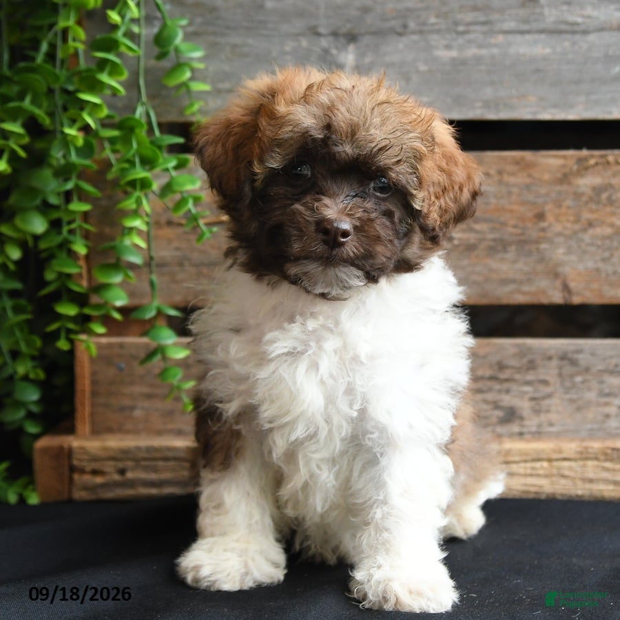 Mixed Breed dogs Charlie - Ad 2