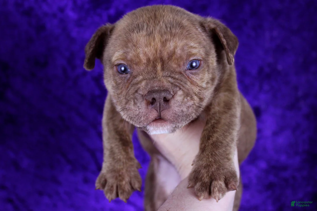 American Bully dogs for sale: Chocolate Brindle Male - Ad 6