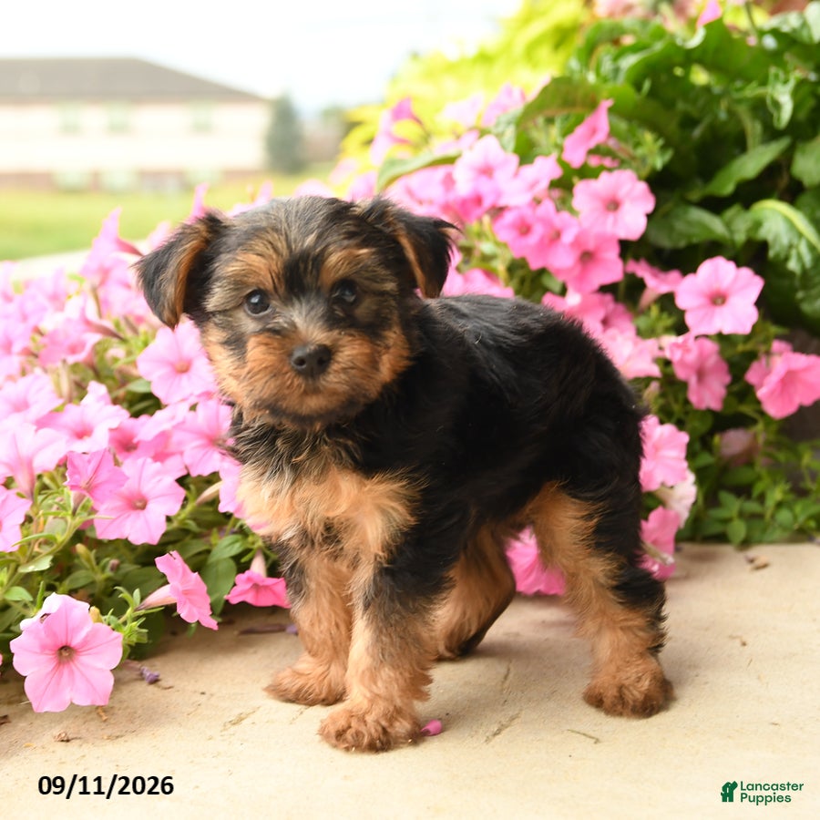 Yorkshire Terrier dogs Yoyo - Ad 1