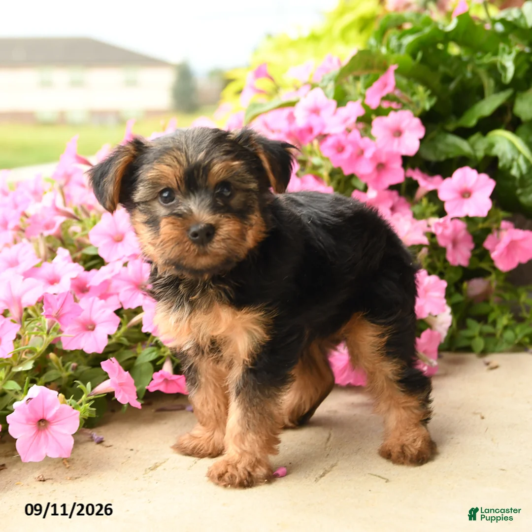 Yorkshire Terrier dogs for sale: Yoyo - Ad 1
