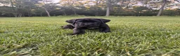 Cane Corso dogs for sale: Rosie - Ad 4