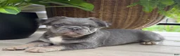 French Bulldog dogs for sale: Thea - Ad 4