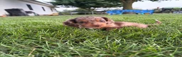 Miniature Dachshund dogs for sale: Lucy - Ad 5