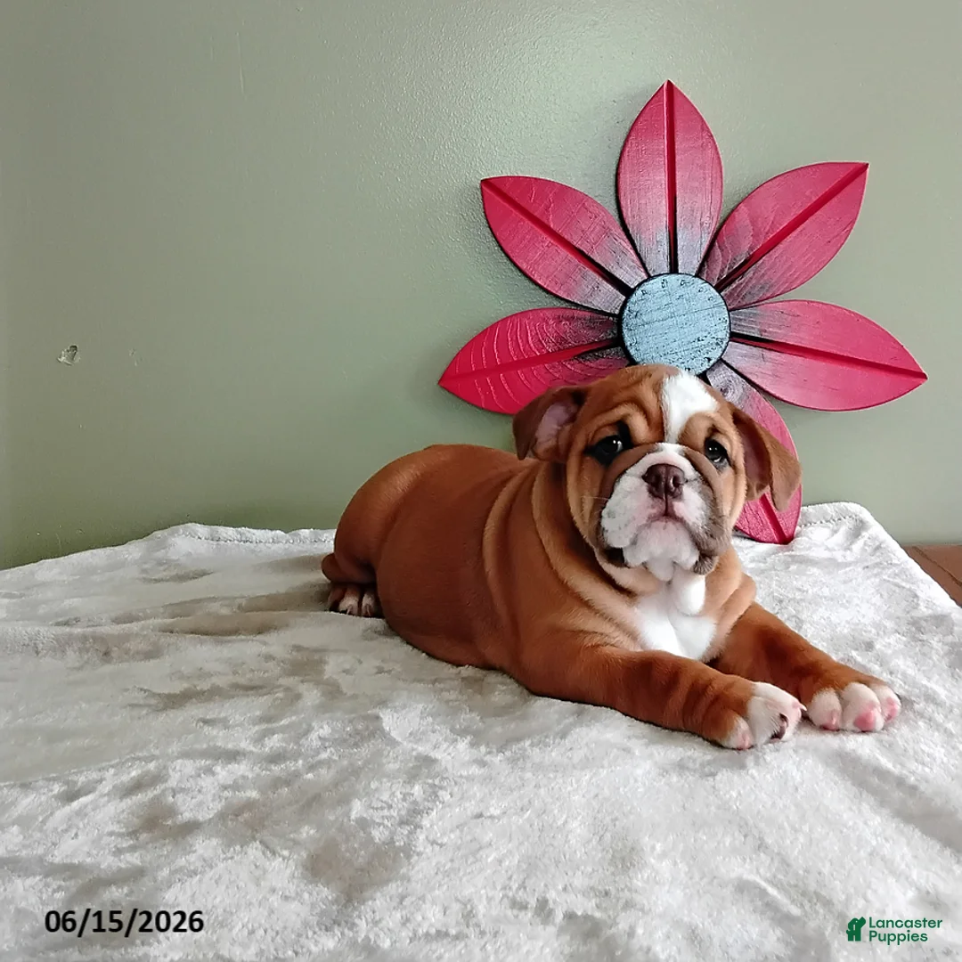 English Bulldog dogs for sale: Savanah - Ad 2