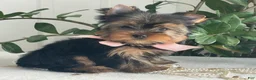 Yorkshire Terrier dogs for sale: Freya - Ad 8