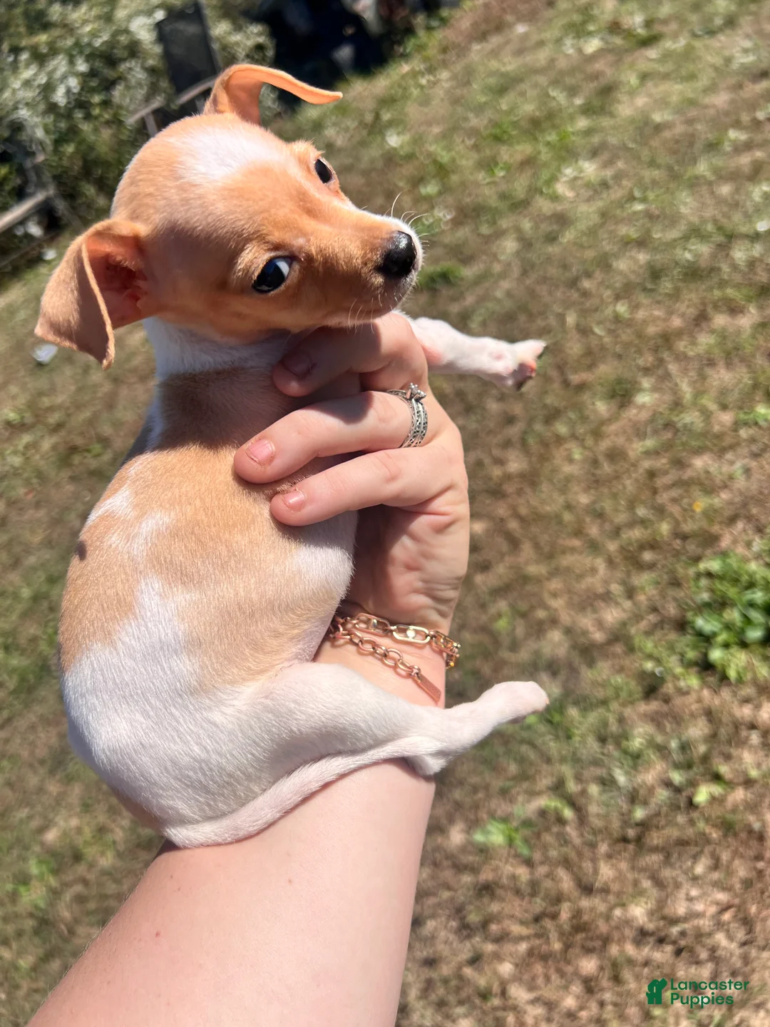 Chihuahua dogs for sale: Chihuahua 2 - Ad 2