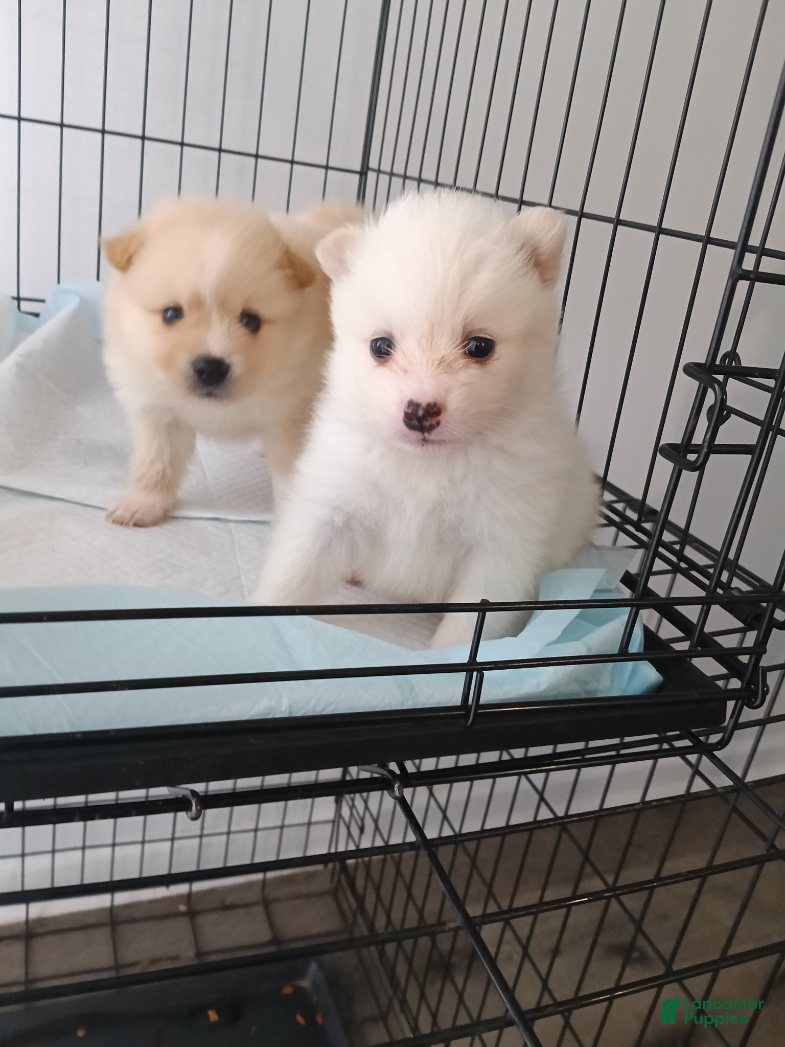 Pomeranian dogs Pomeranian Puppy 1 - Ad 1