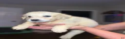 Mixed Breed dogs for sale: Mixed Breed 2 - Ad 1