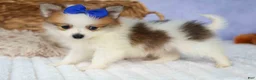 Pomeranian dogs for sale: Evan🐶  - Ad 18