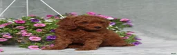 Miniature Poodle dogs for sale: Darius - Ad 5