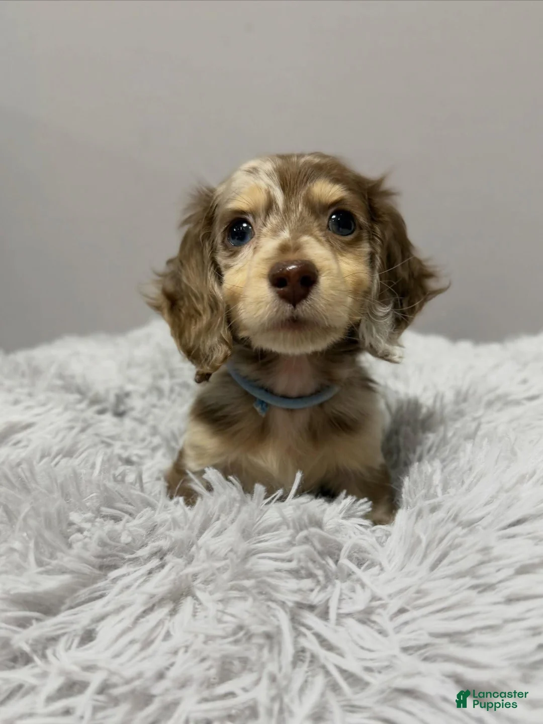 Miniature Dachshund dogs for sale: Miniature Dachshund Puppy 6 - Ad 1