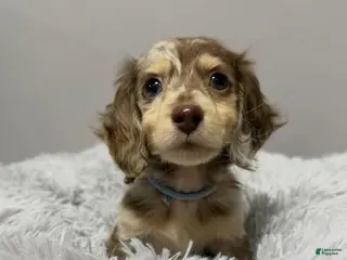 Miniature Dachshund dogs Miniature Dachshund Puppy 6 - Ad 19