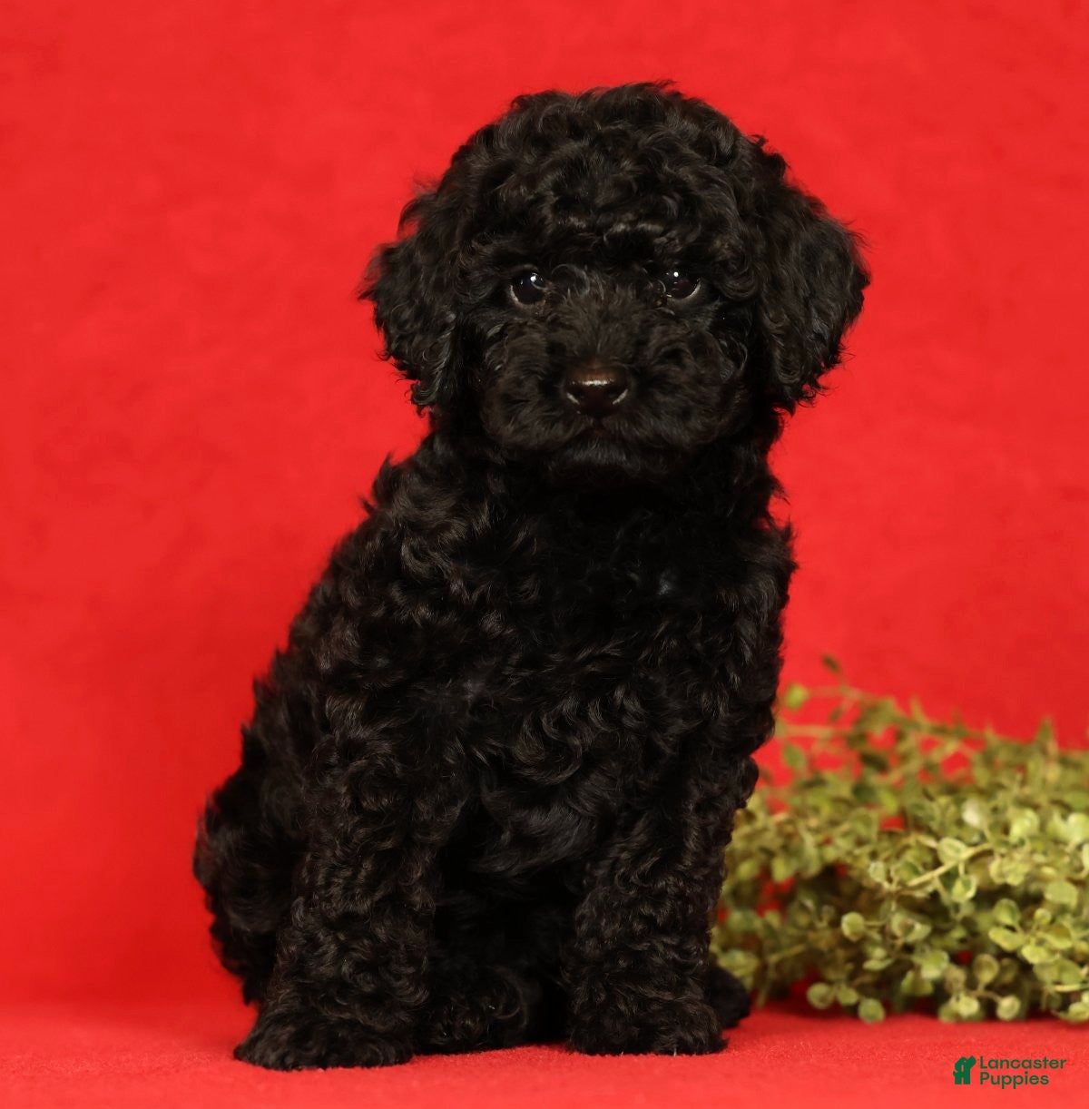 Miniature Poodle dogs Chip - Ad 1