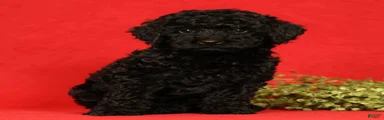 Chip