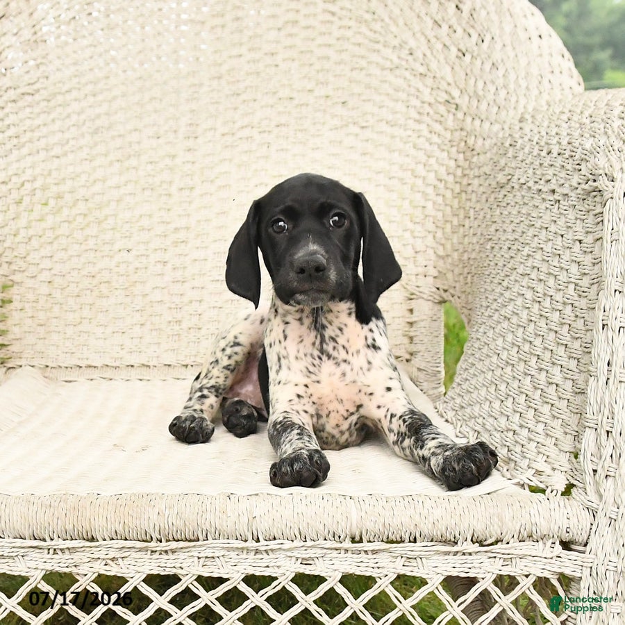 German Shorthaired Pointer dogs Dotty - Ad 1