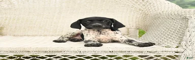 Dotty