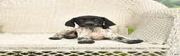 German Shorthaired Pointer dogs for sale: Dotty - Ad 1