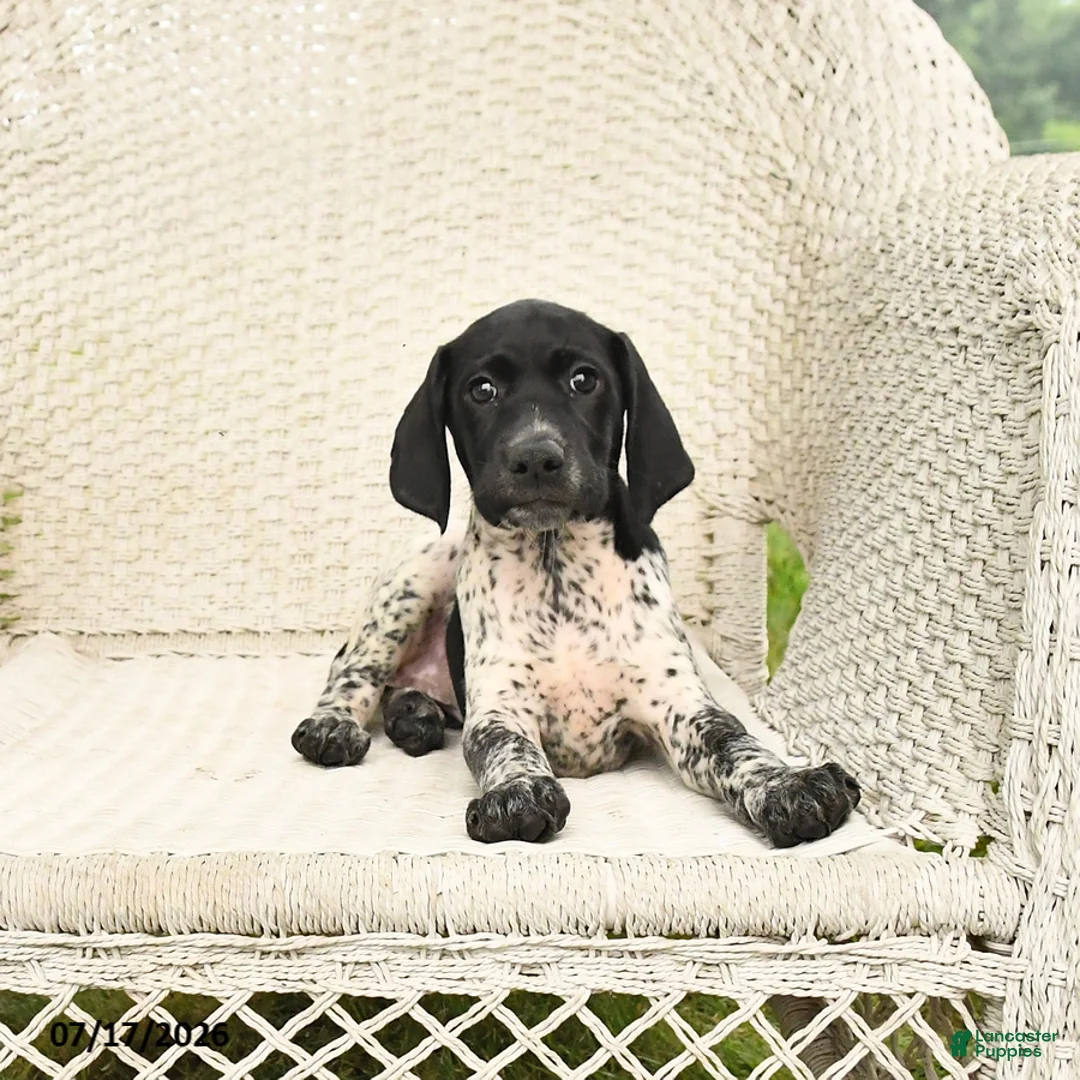 German Shorthaired Pointer dogs for sale: Dotty - Ad 1