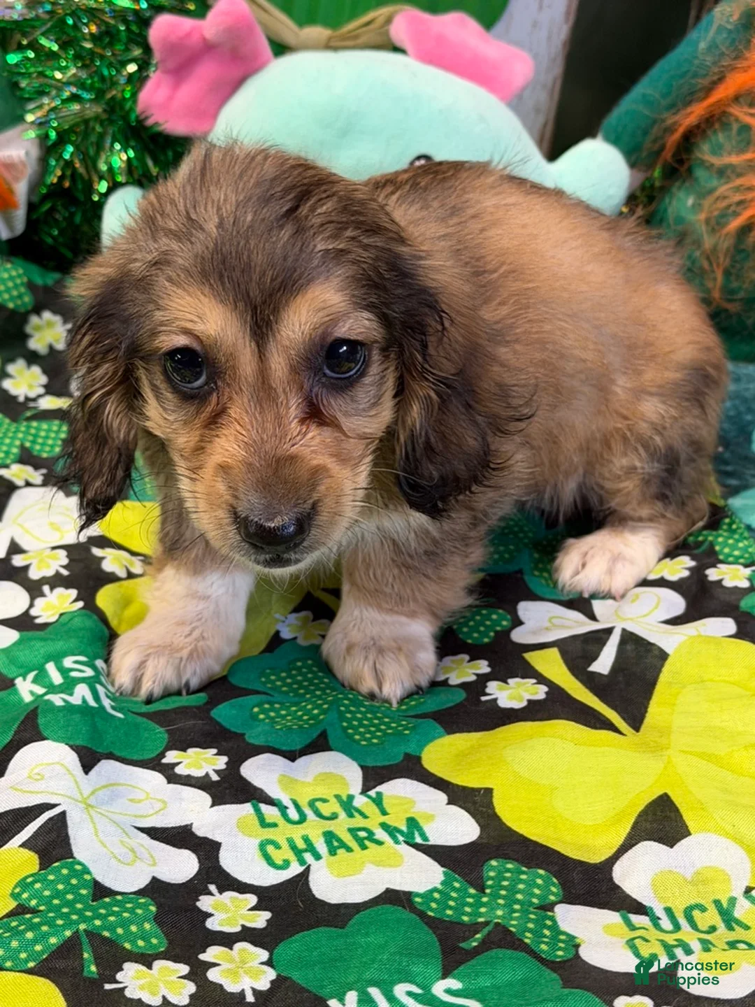 Miniature Dachshund dogs for sale: Charm - Ad 2