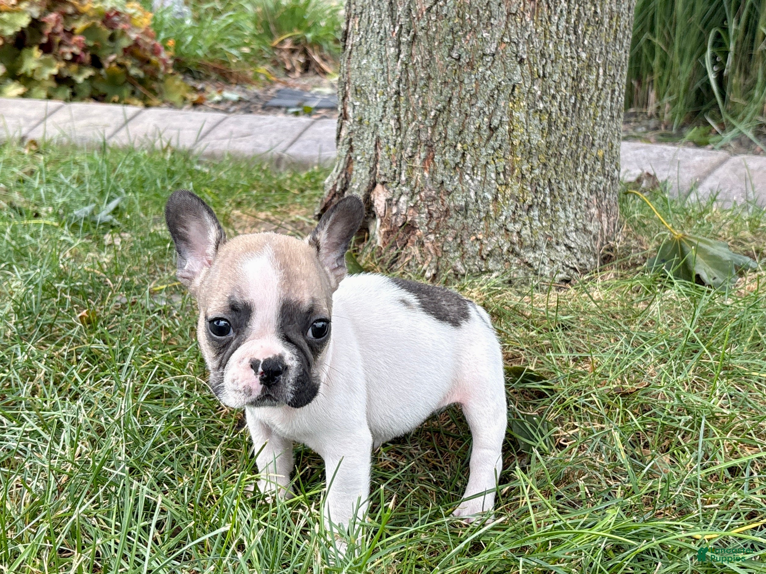French Bulldog dogs Barry  - Ad 1