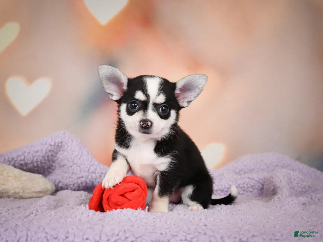 Chihuahua dogs for sale: MARY JO - Ad 1