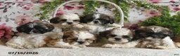 Shih Tzu dogs for sale: Kashton - Ad 5