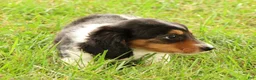 Miniature Dachshund dogs for sale: Drake - Ad 8