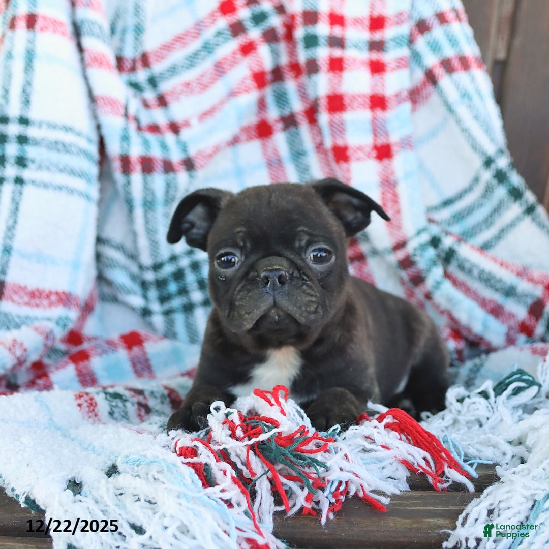 Mixed Breed dogs for sale: Jack  - Ad 2