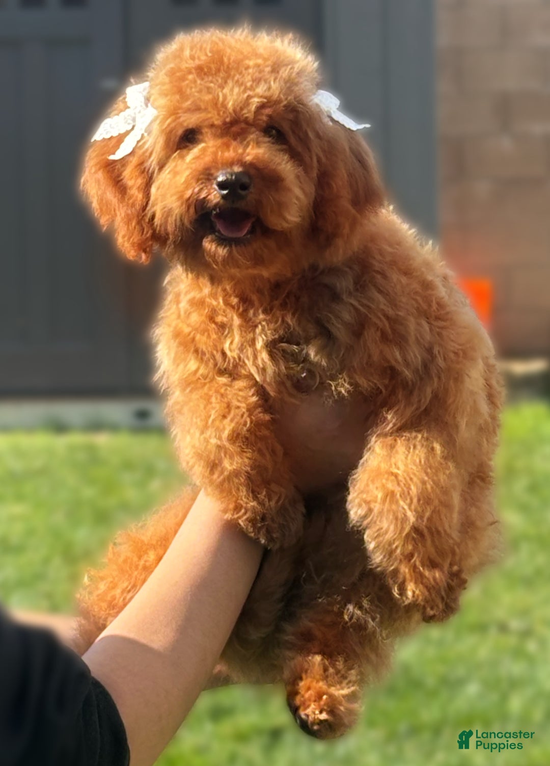 Cavapoo dogs for sale: Cavapoo Puppy 4 - Ad 1