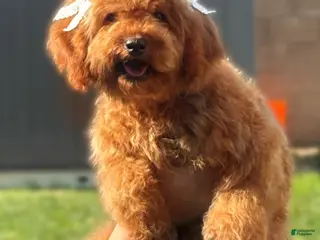 Cavapoo dogs Cavapoo Puppy 4 - Ad 1