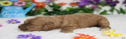 Cockapoo dogs for sale: Pistachio  - Ad 6