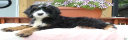 Bernedoodle dogs for sale: Annabelle  - Ad 3