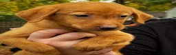 Labrador Retriever dogs for sale: Labrador Retriever 1 - Ad 19