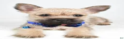 Cairn Terrier dogs for sale: Chase - Ad 4