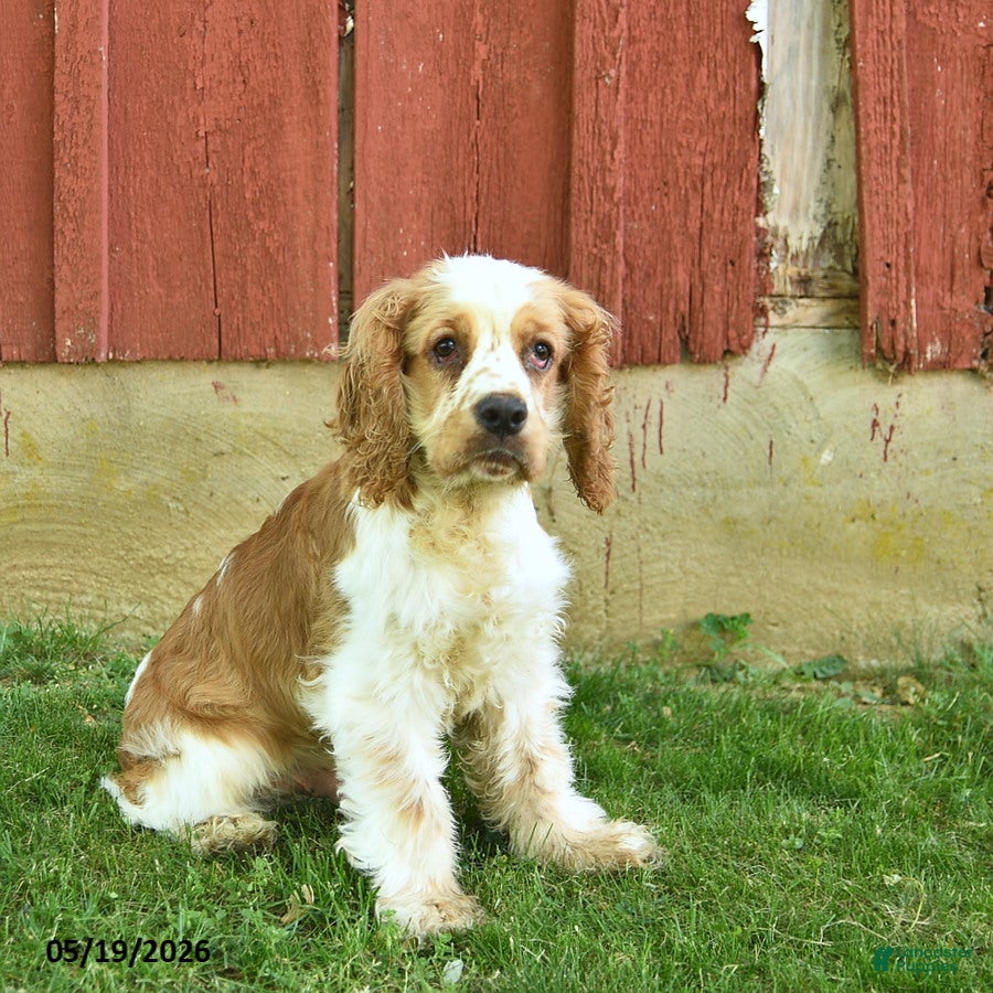 Cocker Spaniel dogs Murphy - Ad 2