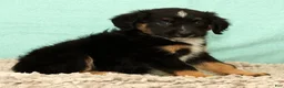Mini Aussiedoodle dogs for sale: Leon - Ad 2