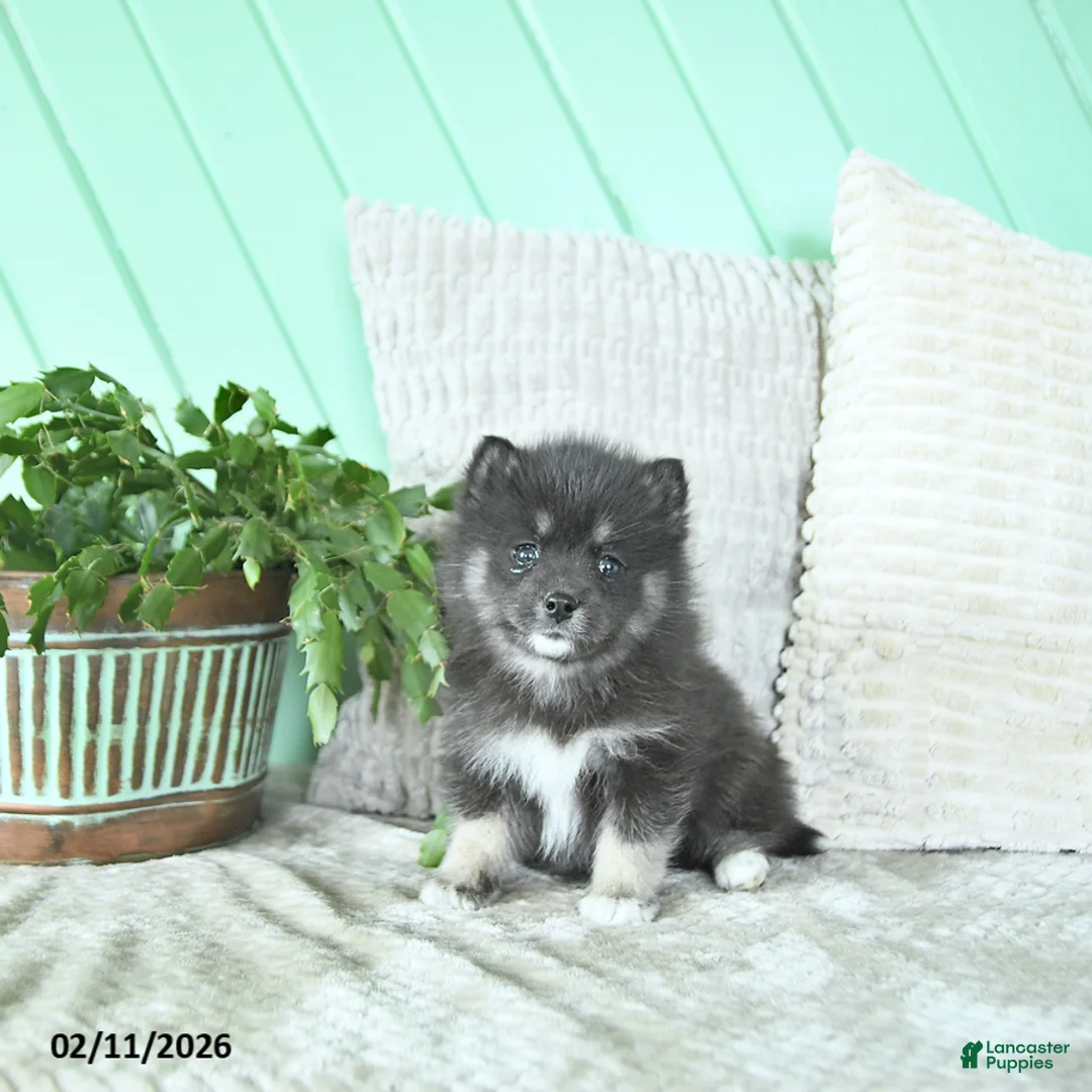 Pomsky dogs for sale: Luna  - Ad 1
