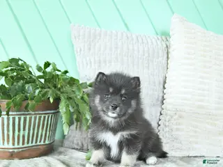 Pomsky dogs Luna - Ad 36