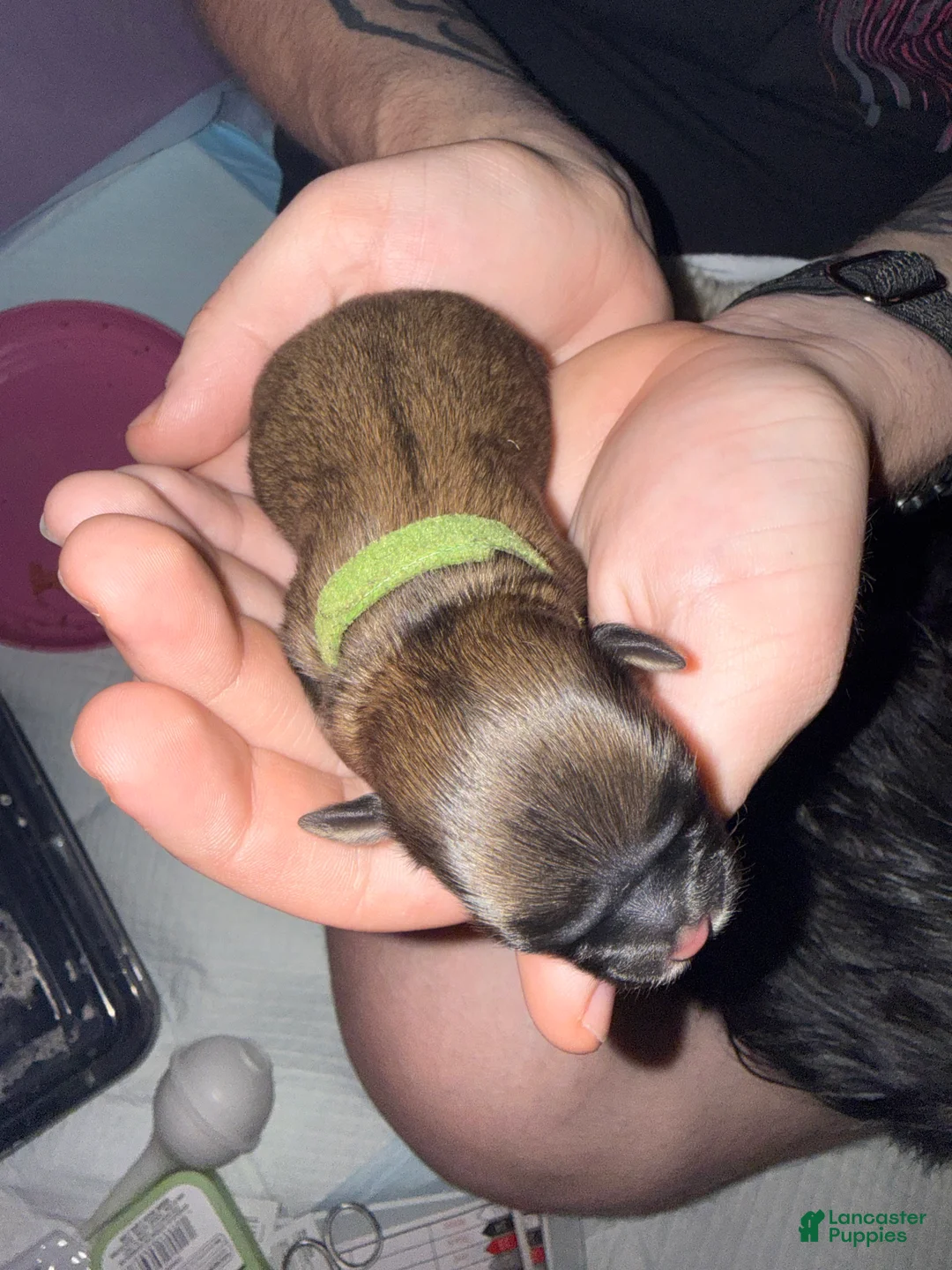 Shih Tzu dogs for sale: Shih Tzu 4 - Ad 2